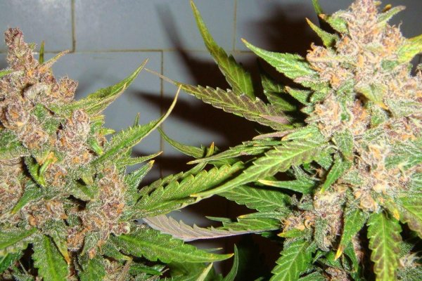 Как зарегистрироваться на кракене из россии