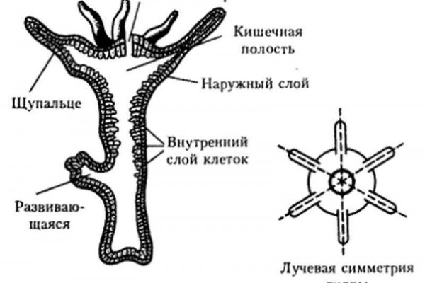 Зайти на сайт кракен